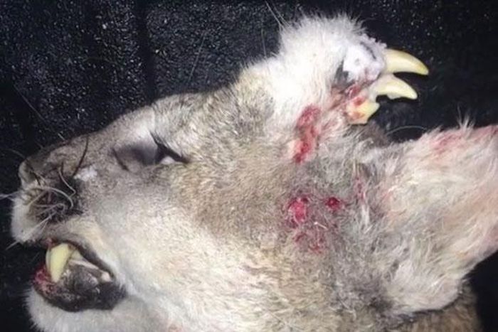 ___4548684___https:______static.pulse.com.gh___webservice___escenic___binary___4548684___2016___1___12___10___mountain-lion