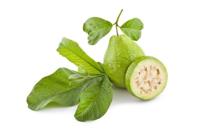 Guava fruit and leaves