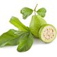 Guava fruit and leaves