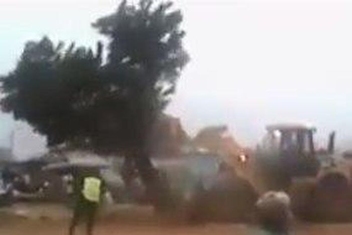 'Witch tree' goes viral after it refuses to fall [Video]