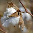 Cotton