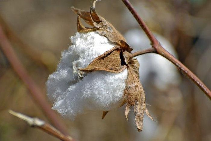 Cotton