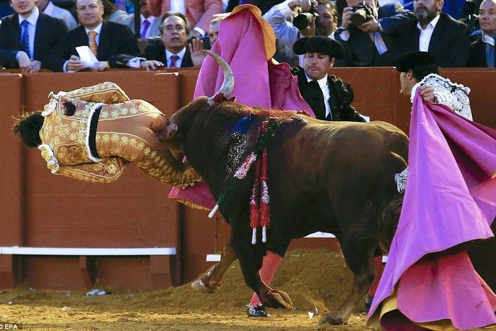 Bullfighter survives after raging bull gores him in the buttock