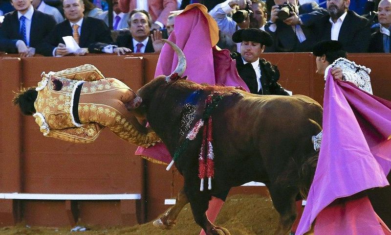 Bullfighter survives after raging bull gores him in the buttock