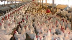 ___3984120___https:______static.pulse.com.gh___webservice___escenic___binary___3984120___2015___7___17___12___accrareport_netherlands-warns-ghana-not-to-ban-chicken-importation-620x330