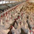 ___3984120___https:______static.pulse.com.gh___webservice___escenic___binary___3984120___2015___7___17___12___accrareport_netherlands-warns-ghana-not-to-ban-chicken-importation-620x330