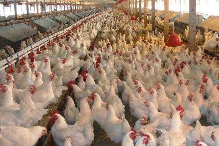 ___3984120___https:______static.pulse.com.gh___webservice___escenic___binary___3984120___2015___7___17___12___accrareport_netherlands-warns-ghana-not-to-ban-chicken-importation-620x330