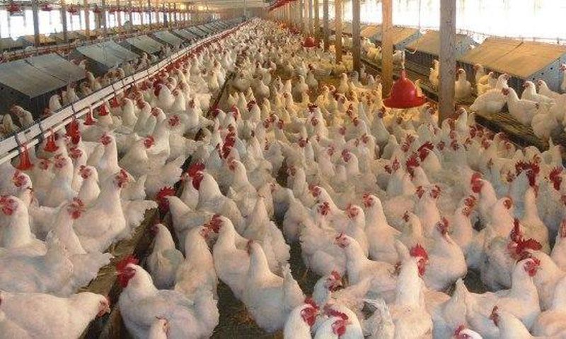___3984120___https:______static.pulse.com.gh___webservice___escenic___binary___3984120___2015___7___17___12___accrareport_netherlands-warns-ghana-not-to-ban-chicken-importation-620x330