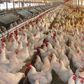 ___3984120___https:______static.pulse.com.gh___webservice___escenic___binary___3984120___2015___7___17___12___accrareport_netherlands-warns-ghana-not-to-ban-chicken-importation-620x330