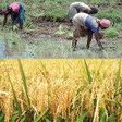 ___4850141___https:______static.pulse.com.gh___webservice___escenic___binary___4850141___2016___3___26___22___rice-planting