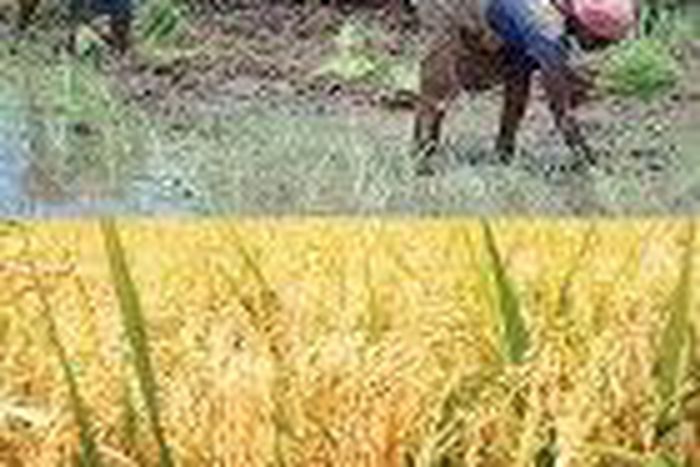___4850141___https:______static.pulse.com.gh___webservice___escenic___binary___4850141___2016___3___26___22___rice-planting