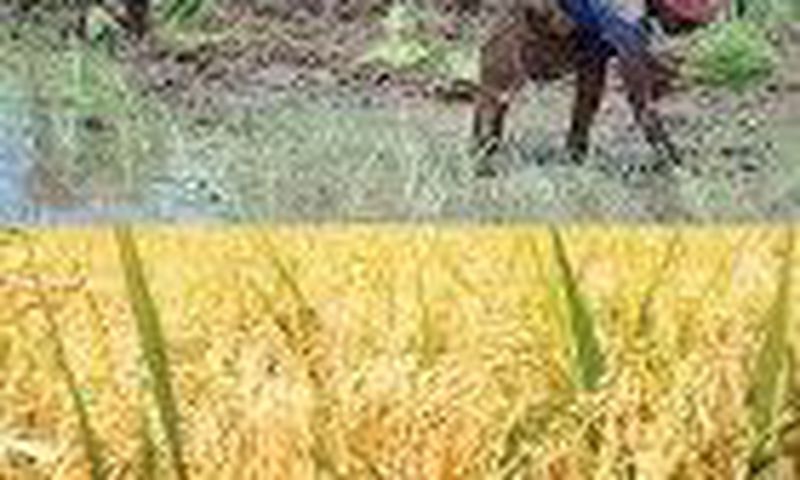 ___4850141___https:______static.pulse.com.gh___webservice___escenic___binary___4850141___2016___3___26___22___rice-planting