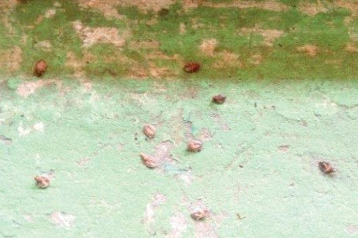 Bedbugs biting the students