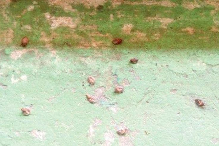 Bedbugs biting the students