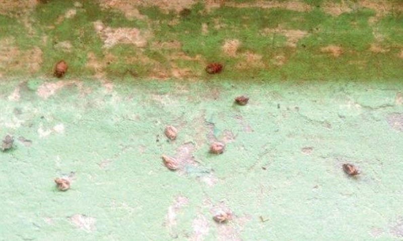 Bedbugs biting the students