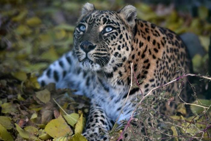 Official estimates suggest there are between 12,000 and 14,000 leopards in India