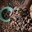 Ivory Coast is the world leading producer of cocoa beans.