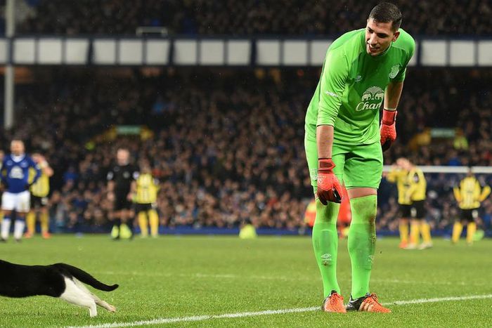 ___4540721___https:______static.pulse.com.gh___webservice___escenic___binary___4540721___2016___1___10___0___goodison-cat_1030gpzsb3ent1o6cf5pgrftez