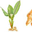 Turmeric composite