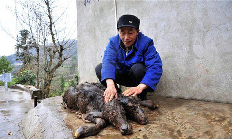 Pictures of 2-headed strange animal goes viral