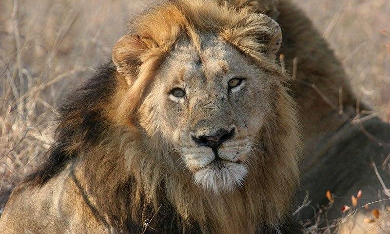 ___3688327___https:______static.pulse.com.gh___webservice___escenic___binary___3688327___2015___4___22___16___Lion_9783