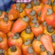 ___4843570___https:______static.pulse.com.gh___webservice___escenic___binary___4843570___2016___3___24___13___Cashew_Brazil_fruit_3