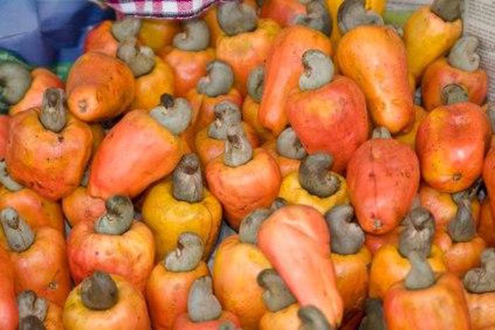 ___4843570___https:______static.pulse.com.gh___webservice___escenic___binary___4843570___2016___3___24___13___Cashew_Brazil_fruit_3