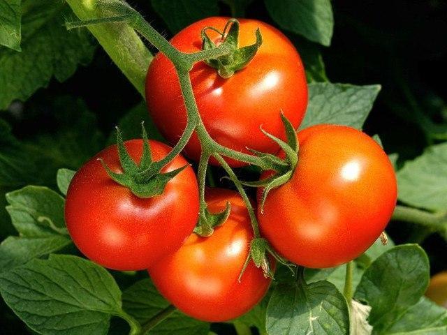 Tomatoes