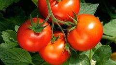 Tomatoes