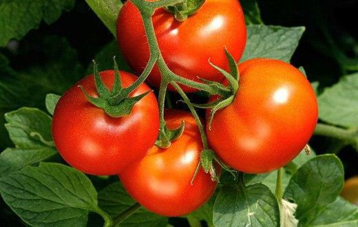 Tomatoes