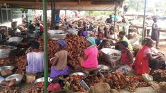 ___4785582___https:______static.pulse.com.gh___webservice___escenic___binary___4785582___2016___3___10___13___oil-palm-620x400