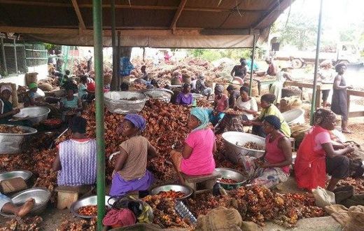 ___4785582___https:______static.pulse.com.gh___webservice___escenic___binary___4785582___2016___3___10___13___oil-palm-620x400