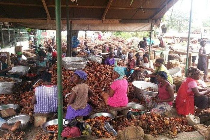 ___4785582___https:______static.pulse.com.gh___webservice___escenic___binary___4785582___2016___3___10___13___oil-palm-620x400