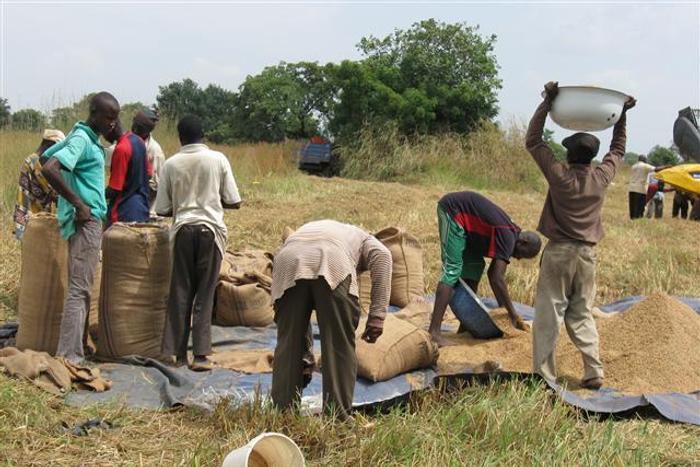 ___4524368___https:______static.pulse.com.gh___webservice___escenic___binary___4524368___2016___1___5___14___agric