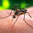 7 things you need to know about Zika virus