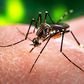 7 things you need to know about Zika virus