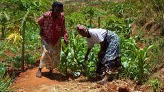 Smallholder farmers