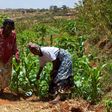 Smallholder farmers