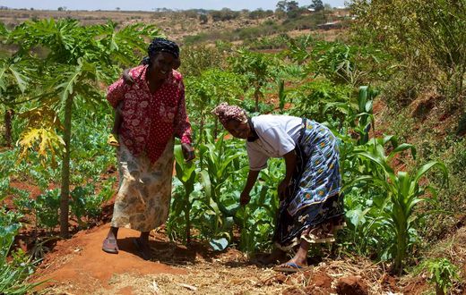 Smallholder farmers