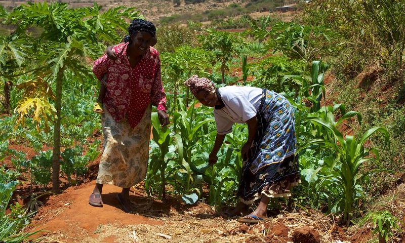 Smallholder farmers