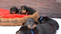 This adorable picture of a dog showing off her babies would melt your heart