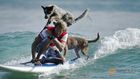 Australia's surfing dogs chase waves, not cats