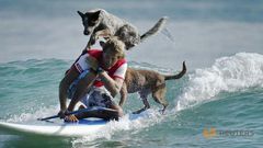 Australia's surfing dogs chase waves, not cats