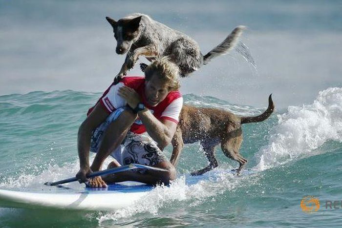 Australia's surfing dogs chase waves, not cats