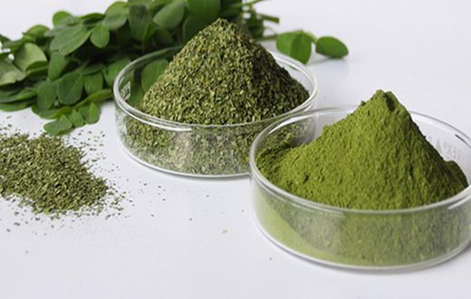 Moringa leaves and powder