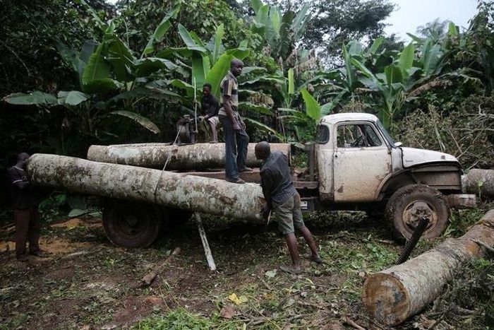 Breakthrough mapping of tropical forests reveals broad extent of tree loss