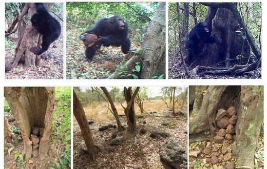 ___4752337___https:______static.pulse.com.gh___webservice___escenic___binary___4752337___2016___3___2___12___chimps