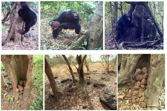 ___4752337___https:______static.pulse.com.gh___webservice___escenic___binary___4752337___2016___3___2___12___chimps