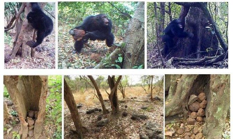 ___4752337___https:______static.pulse.com.gh___webservice___escenic___binary___4752337___2016___3___2___12___chimps