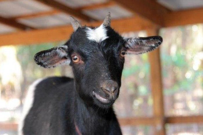 A 25-year-old head porter (known locally as 'Kayaye') has been lynched by some unknown persons for allegedly stealing a goat.